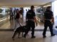 gallarate stazione cane antidroga
