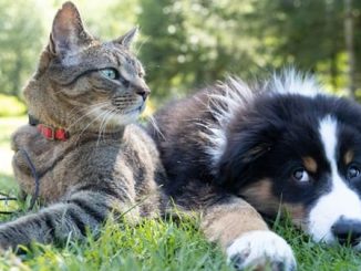 samarate cani gatti incontro