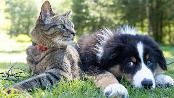samarate cani gatti incontro